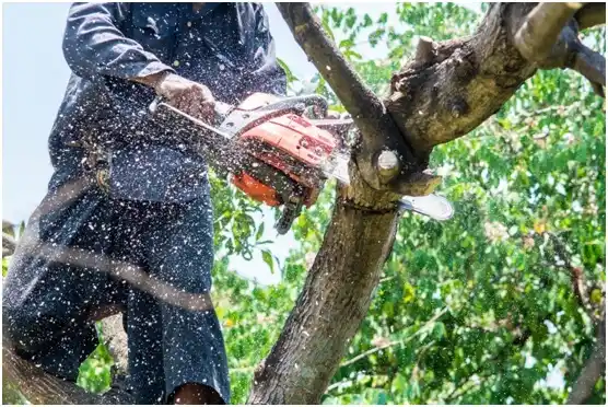 tree services Aceitunas